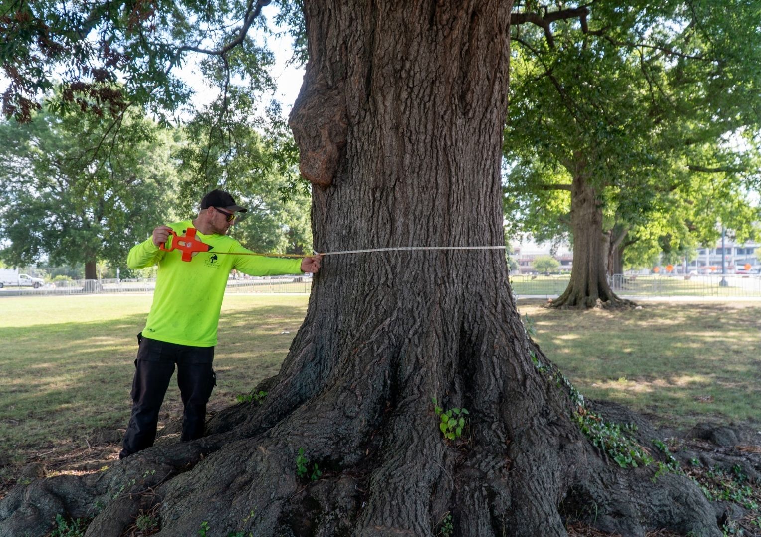 DC’s Tree Laws Should be Protections, Not Suggestions - Casey Trees
