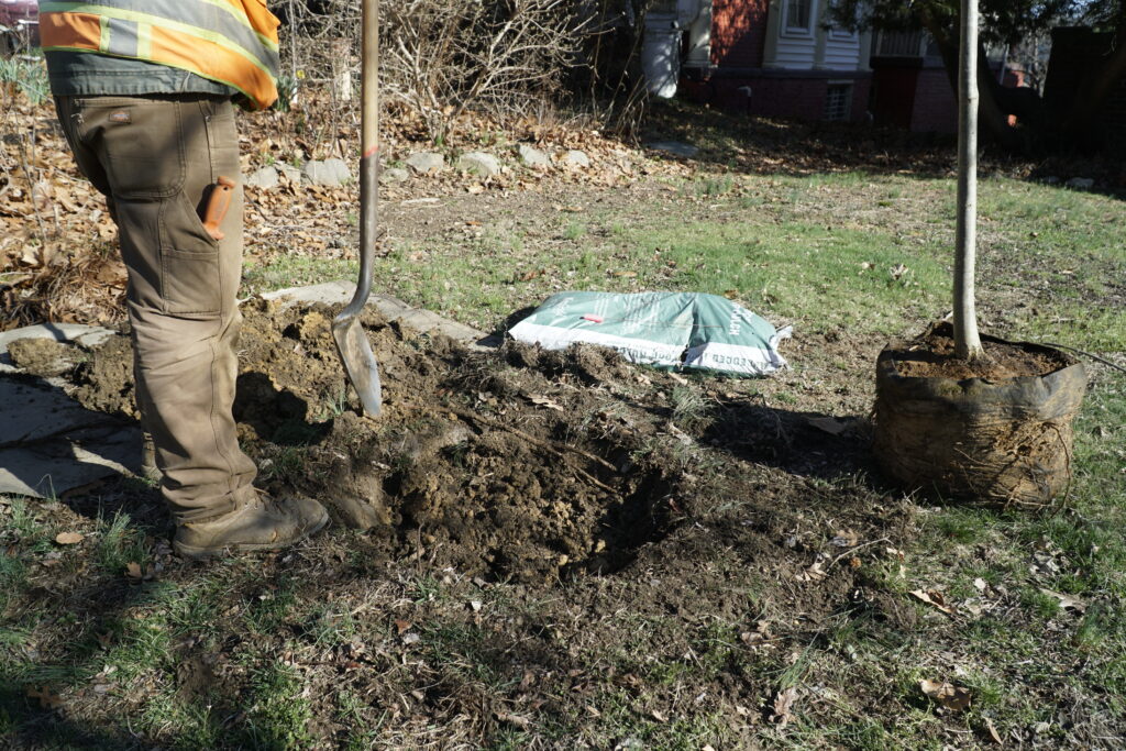 Wide shot of a crew member with a tree and hole dug