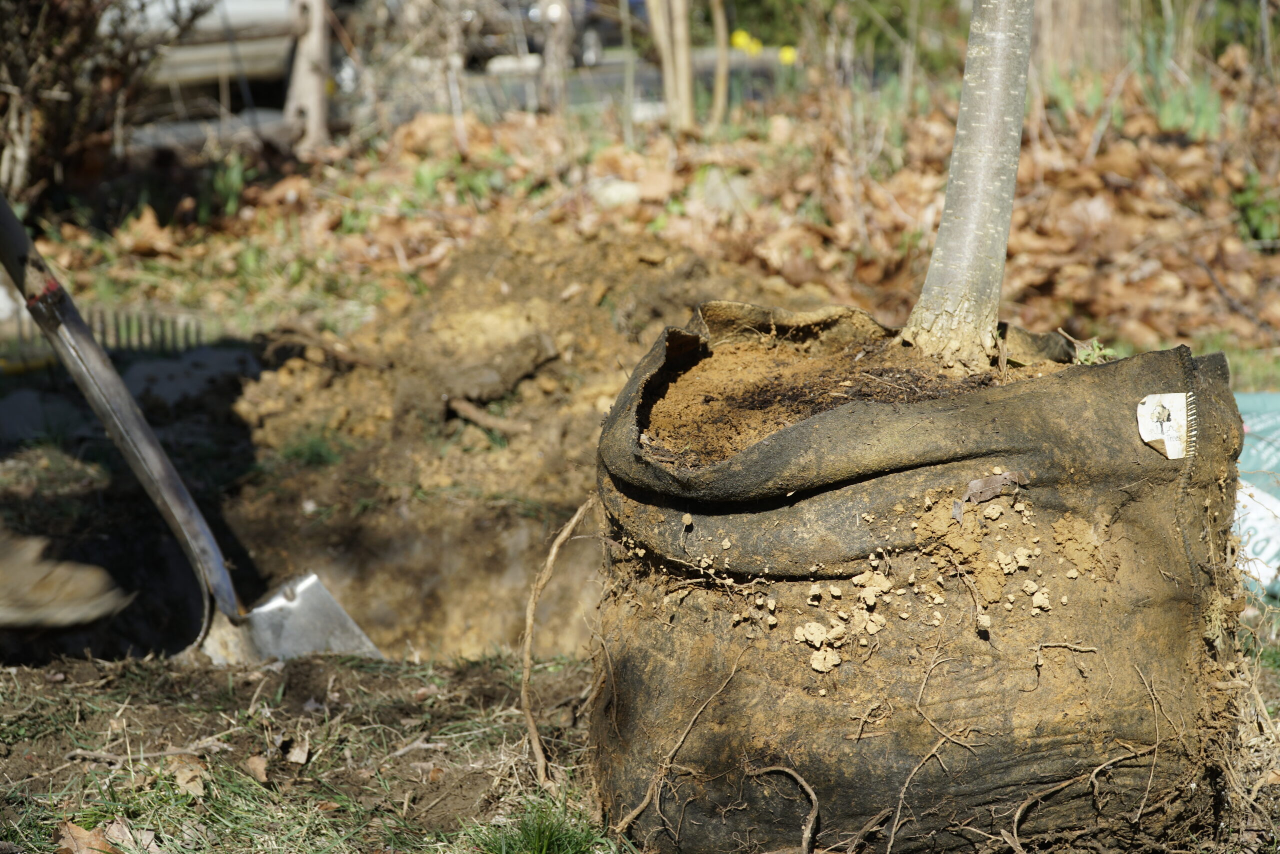 A tree about to be planted with Rootbag in foreground
