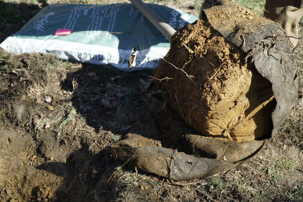 A rootbag removed from a tree