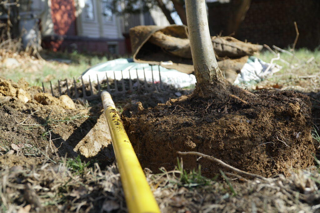A rake laid across a hole where a tree is being planted