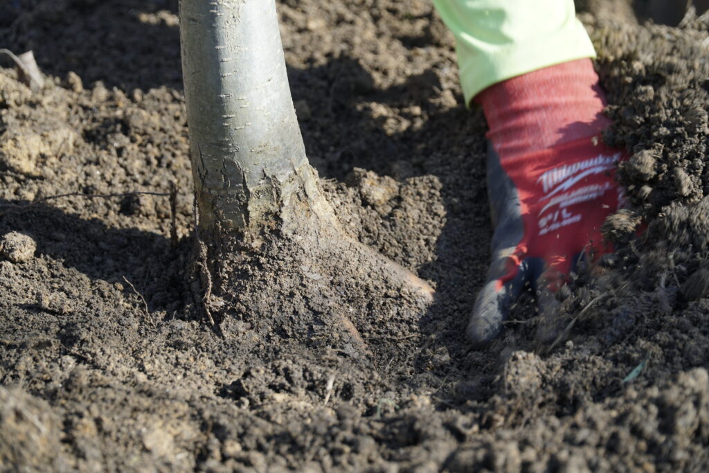 Close up of a tree's root flare