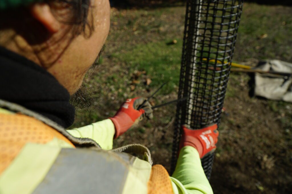 Crew member setting deer protection around a tree