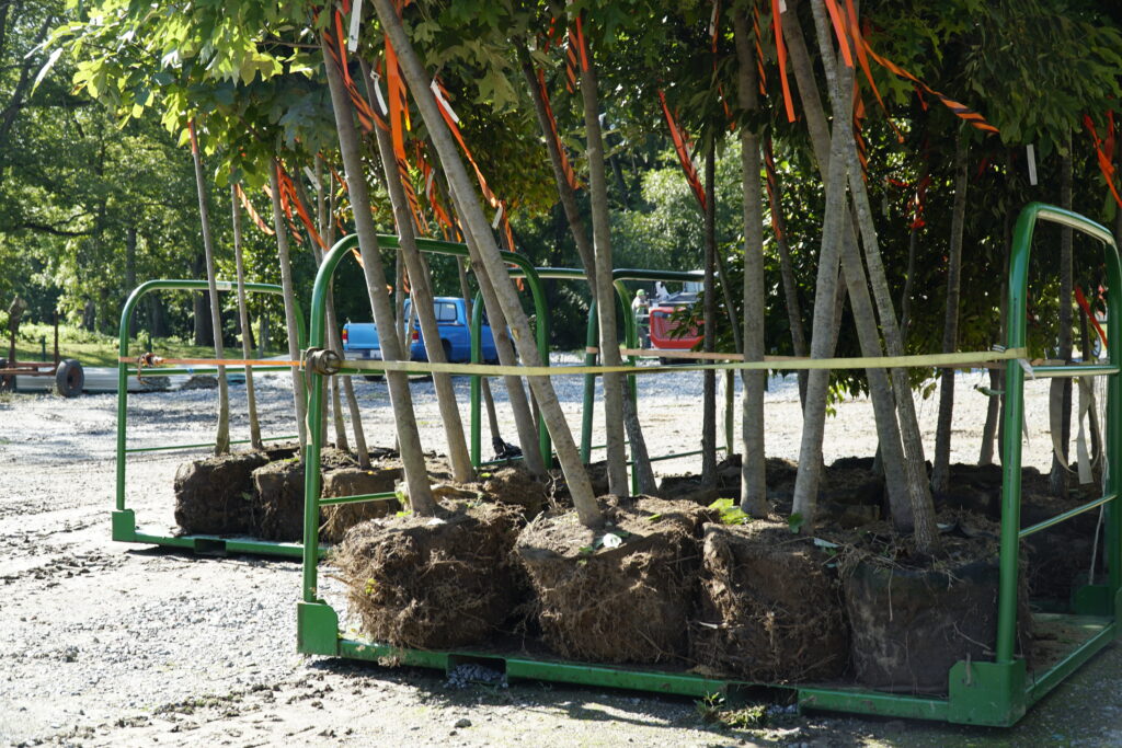 Pallet of harvested trees