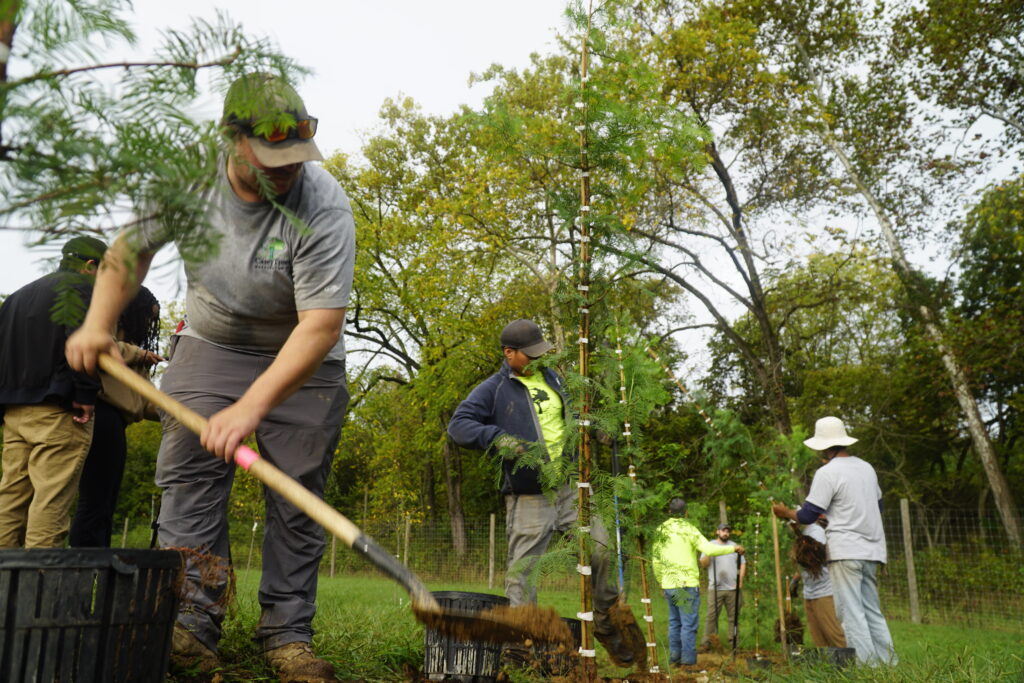 A farm crew member harvesting a tree