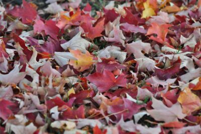 Fallen leaves on grass
