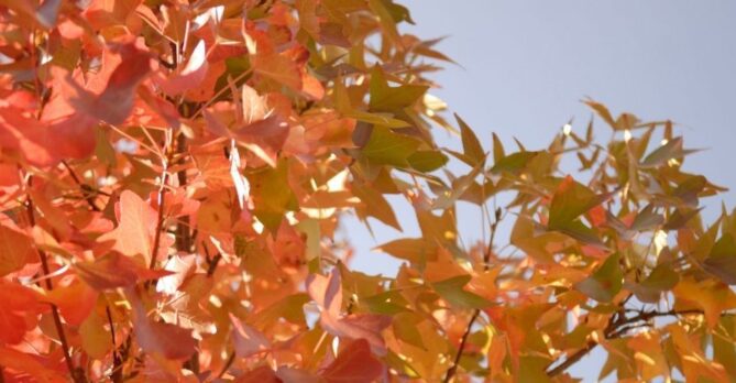 An up close photo of orange leaves in the fall