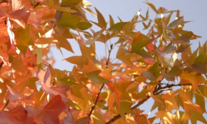 An up close photo of orange leaves in the fall