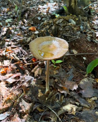 A mushroom peeking out from the fallen leaves.