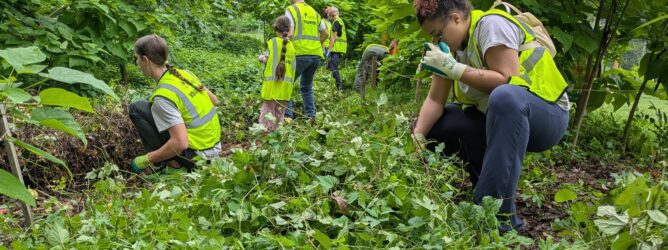 Volunteers removing invasive plants.