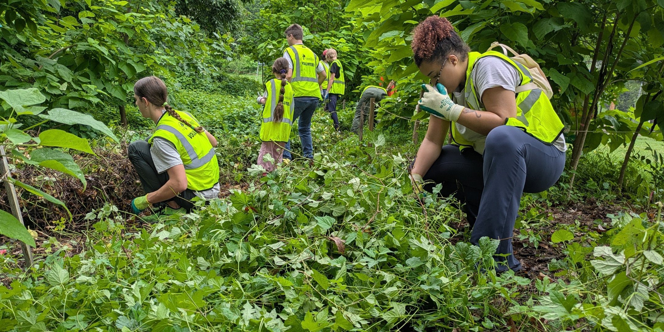 Volunteers removing invasive plants.