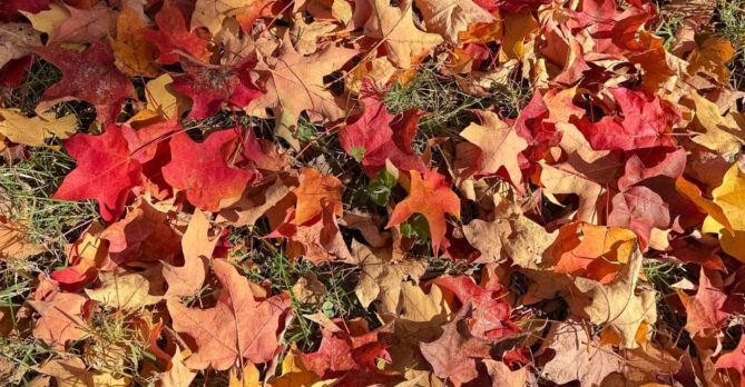 Leaves on the grass.
