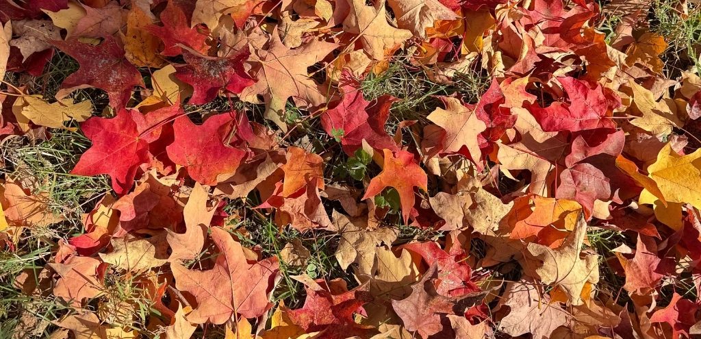 Leaves on the grass.