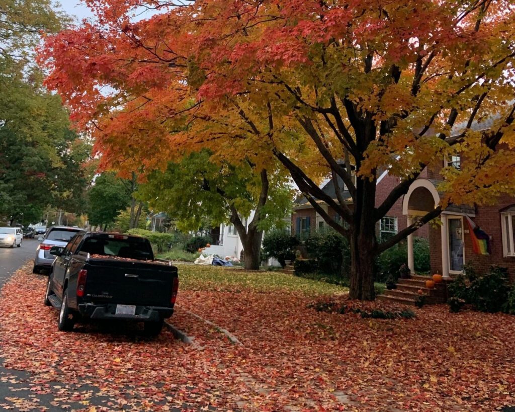 Fall leaves on the ground, covering a portion of a lawn and a portion of the street and sidewalk.