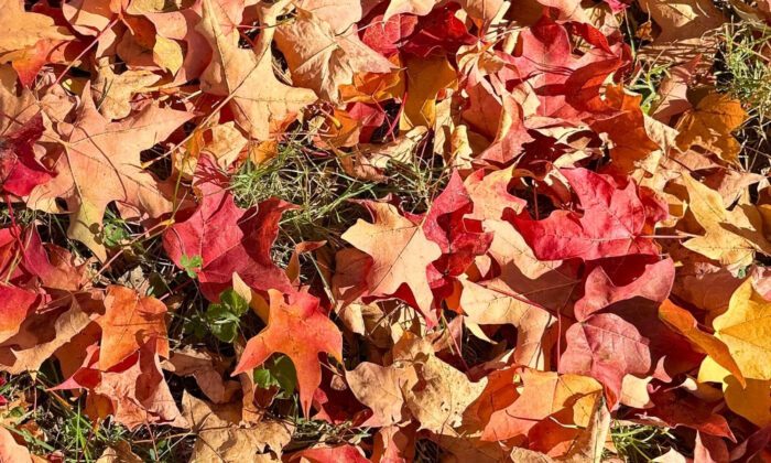Leaves on the grass.