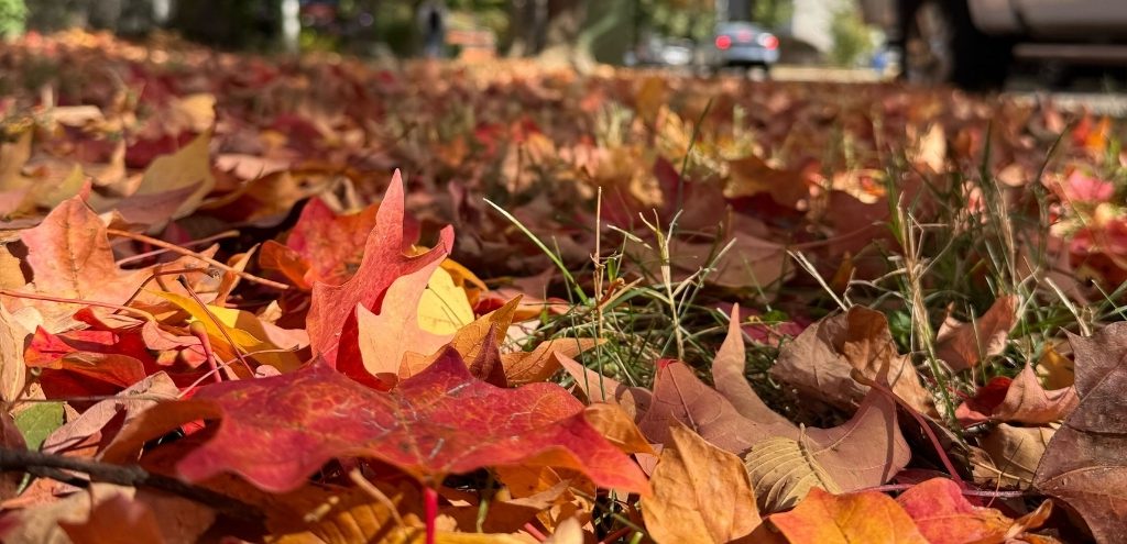 Leaves fallen on the ground.