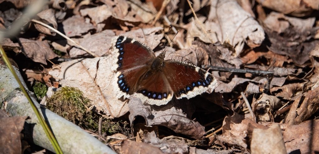 A mourning cloak butterfly resting upon fallen leaves.