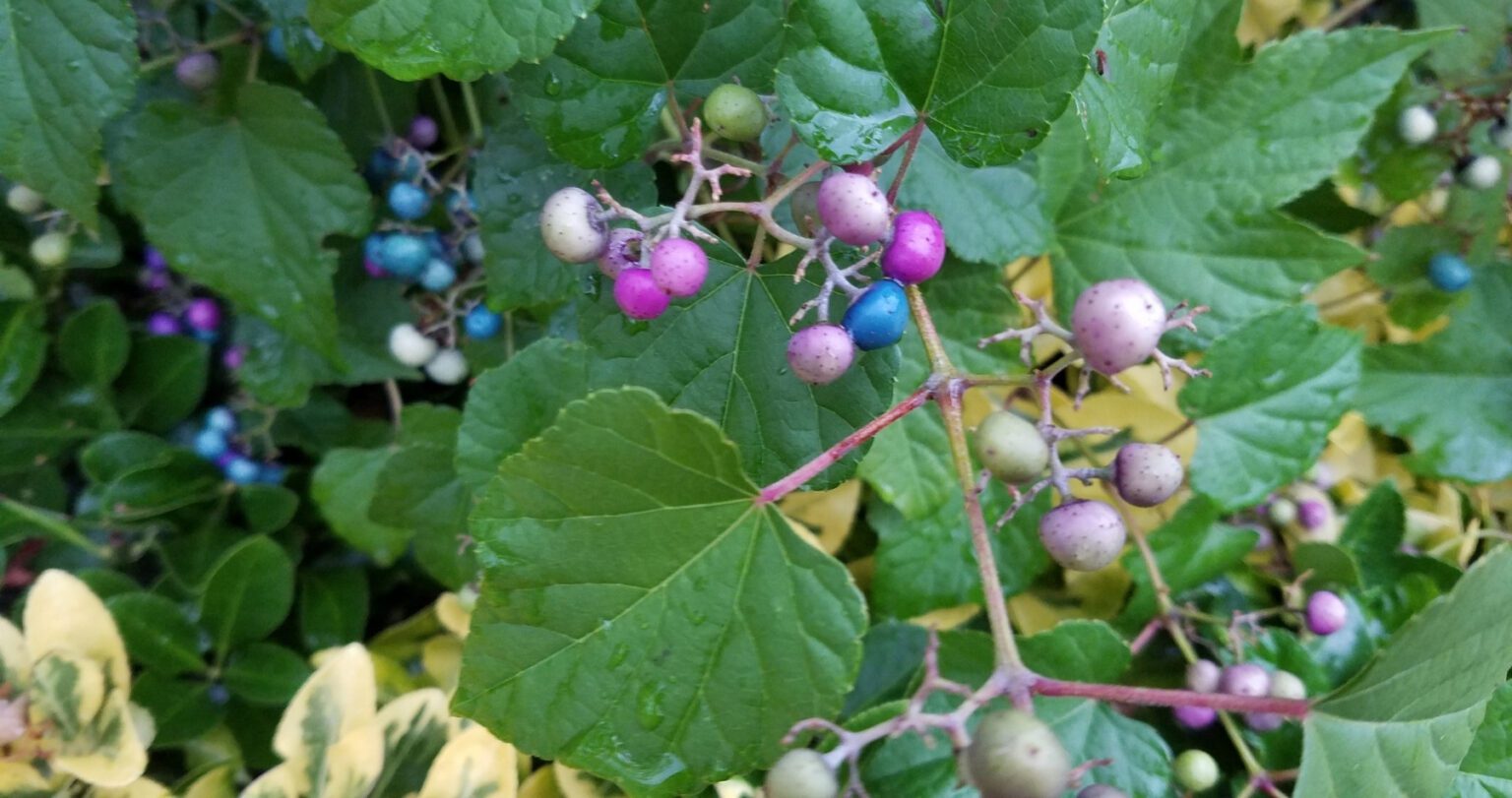 What's Really Lurking in Your Yard This Halloween Casey Trees