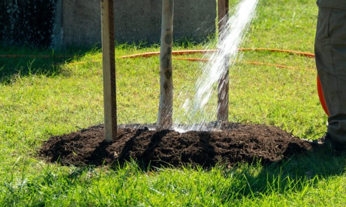 A hose spraying water towards the base of a young tree.