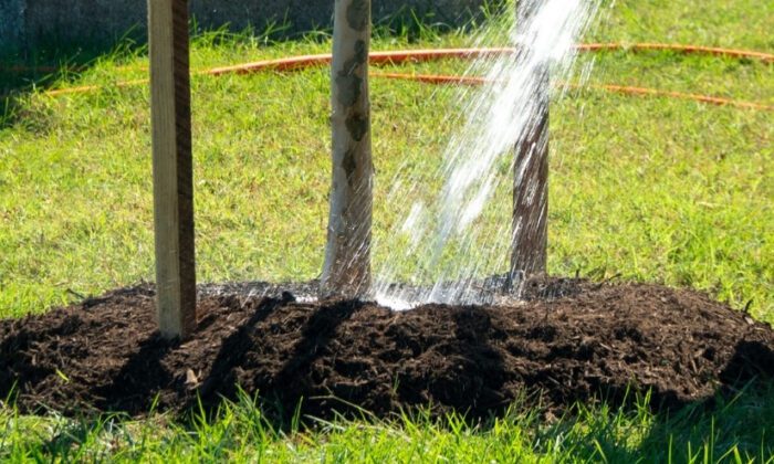 A hose spraying water towards the base of a young tree.