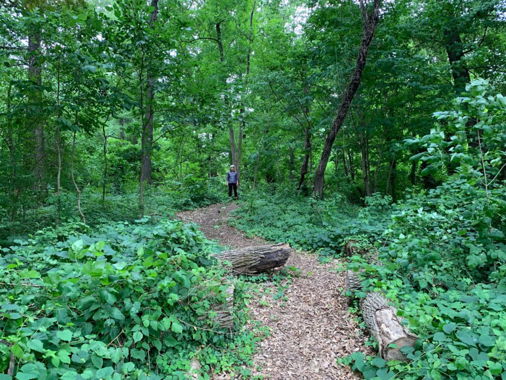 Langdon Forest Patch Trail