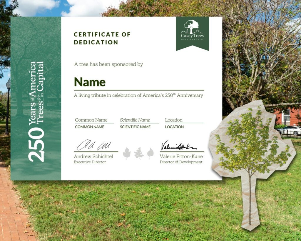 A collage showing the Certificate of Dedication for the 250 Trees of America, 250 Trees for its Capital campaign tree adoption. A Capitol Hill park is in the background, and a cut-out tree graphic is in the foreground.