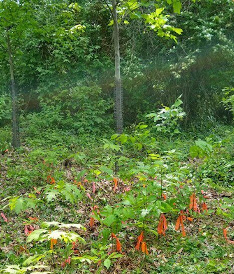 Forest patch with flagged trees