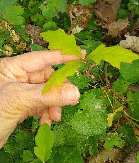 Hand holding a small sapling
