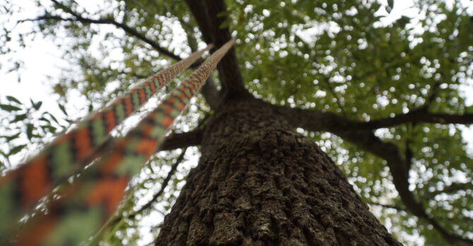 A large tree with a climbing rope