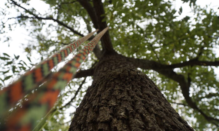 A large tree with a climbing rope