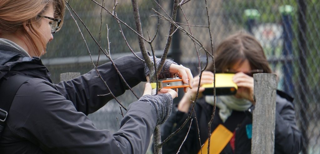 Two students measure the circumference of a young tree.