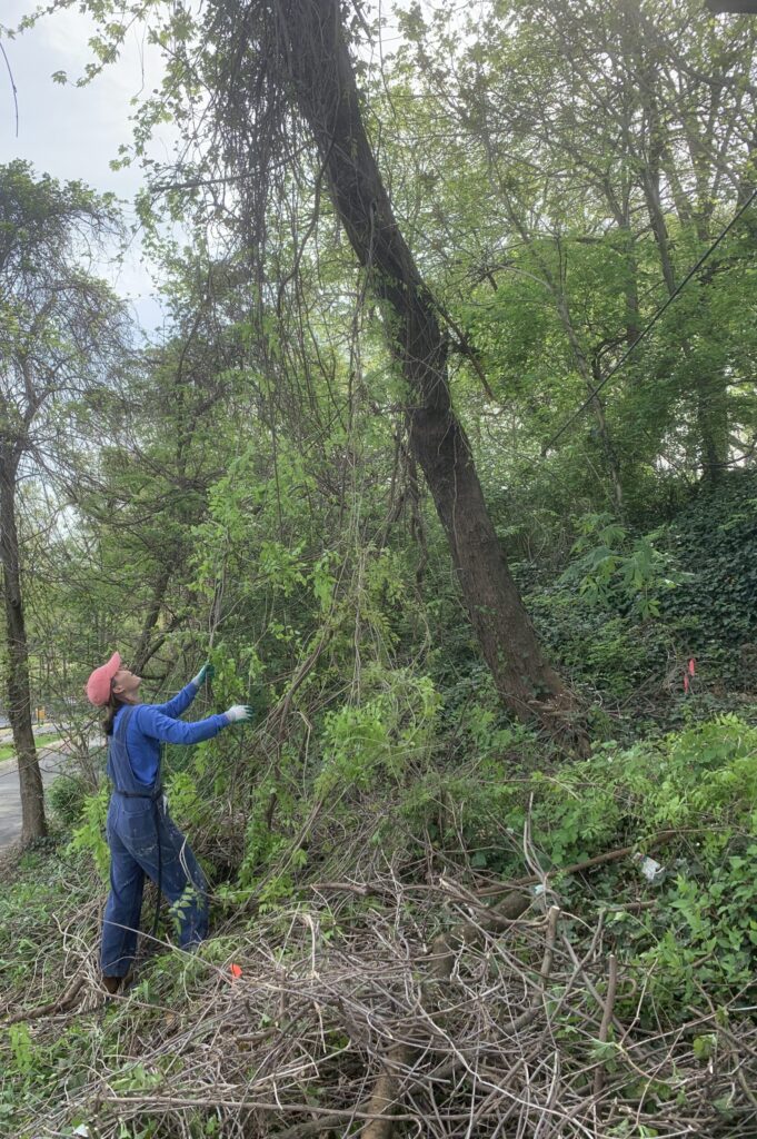 A woman looking up at a tree