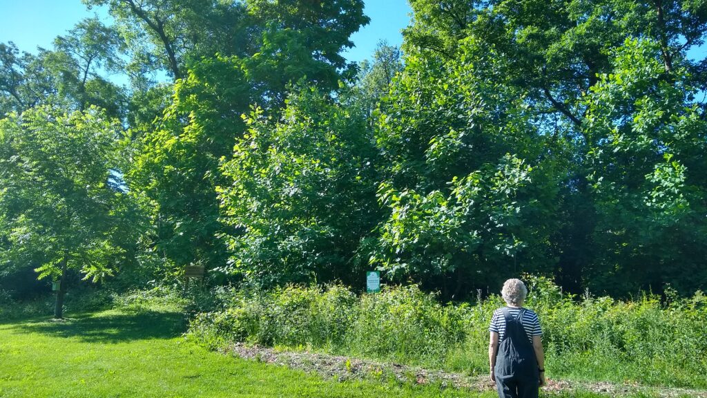 A woman looking at a forest patch