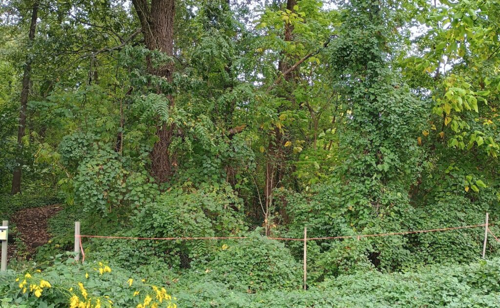 A forest patch with invasive vines