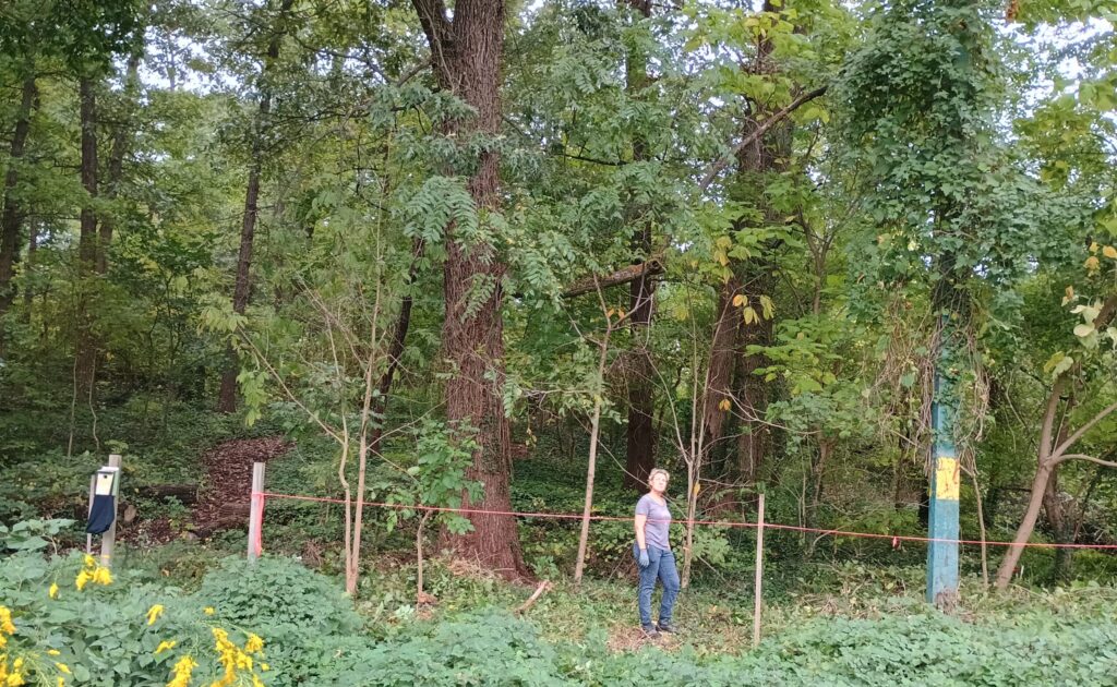 A forest patch with invasive vines cleared