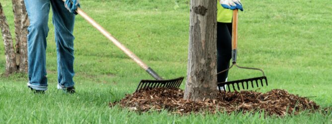 Two volunteers rake mulch around a young tree.