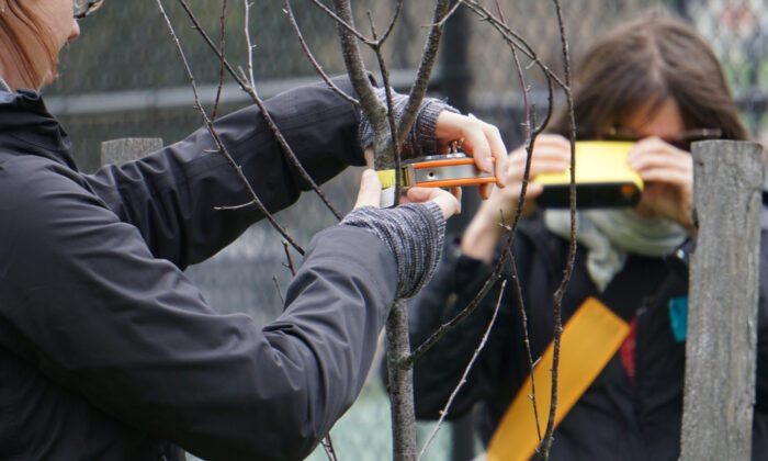 Two students measure the circumference of a young tree.