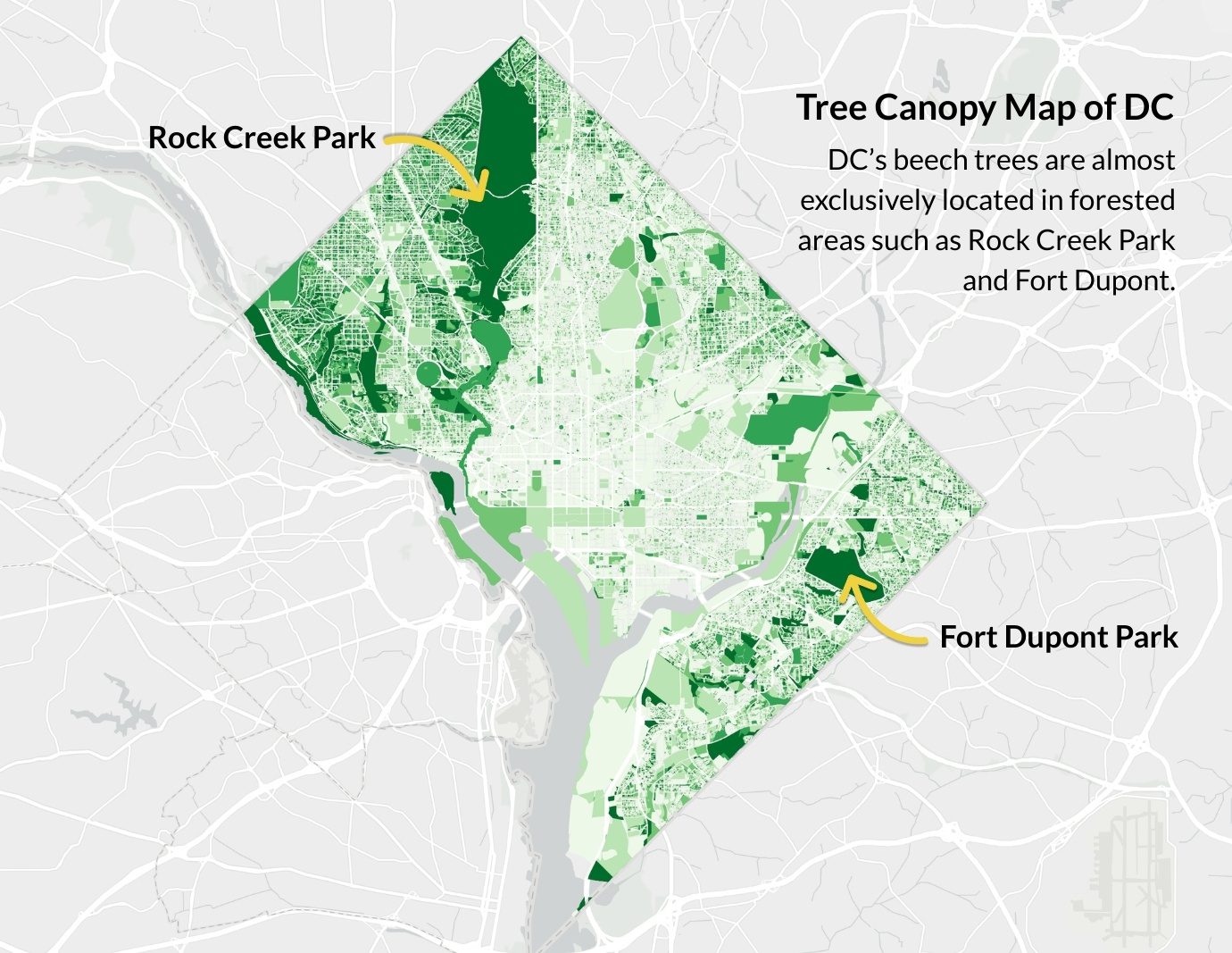 Beech Leaf Disease: An Emerging Threat to Our Forests - Casey Trees