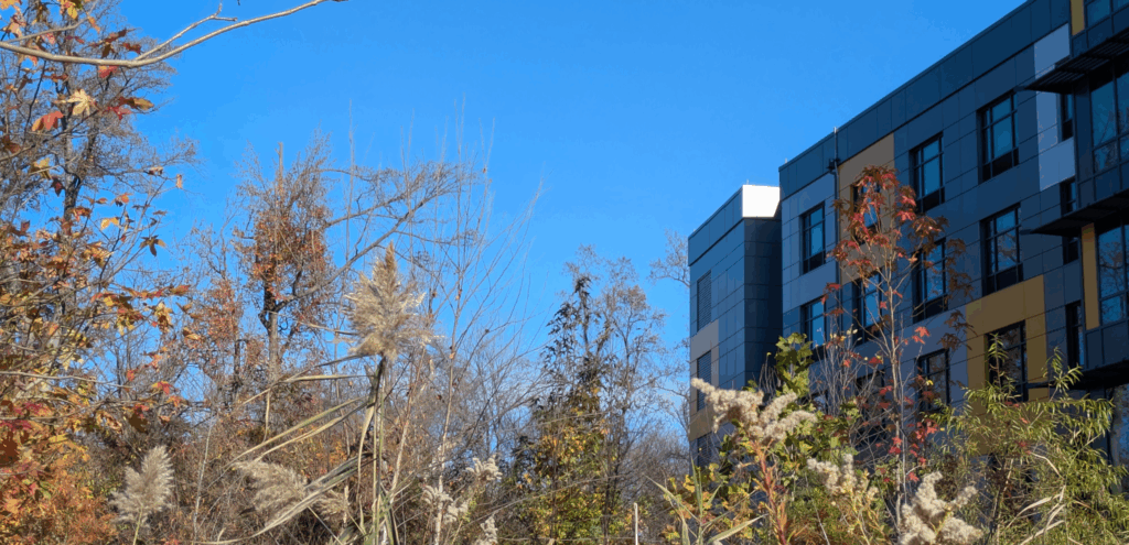 A forested area in Kenilworth Park