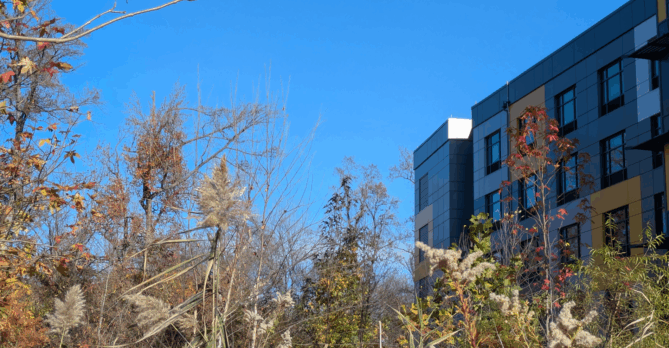A forested area in Kenilworth Park