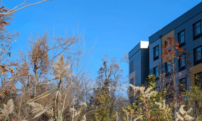 A forested area in Kenilworth Park