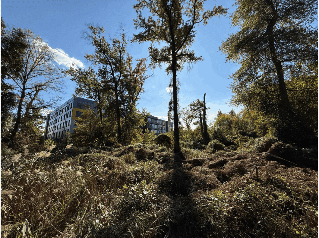 A building a forested area
