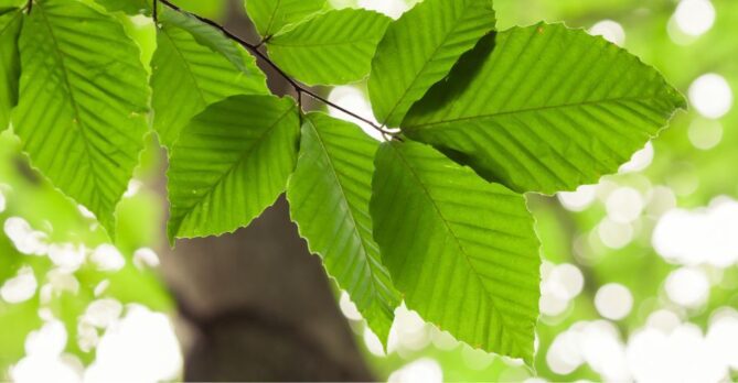 Close-up photo of beech leaves.