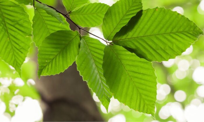 Close-up photo of beech leaves.
