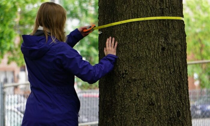 A volunteer measures the circumference of a tree.