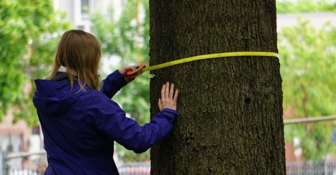 A volunteer measures the circumference of a tree.