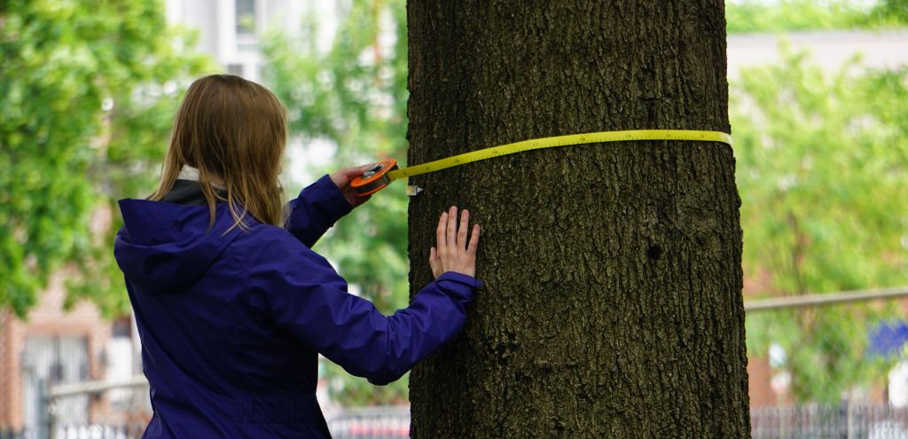 A volunteer measures the circumference of a tree.
