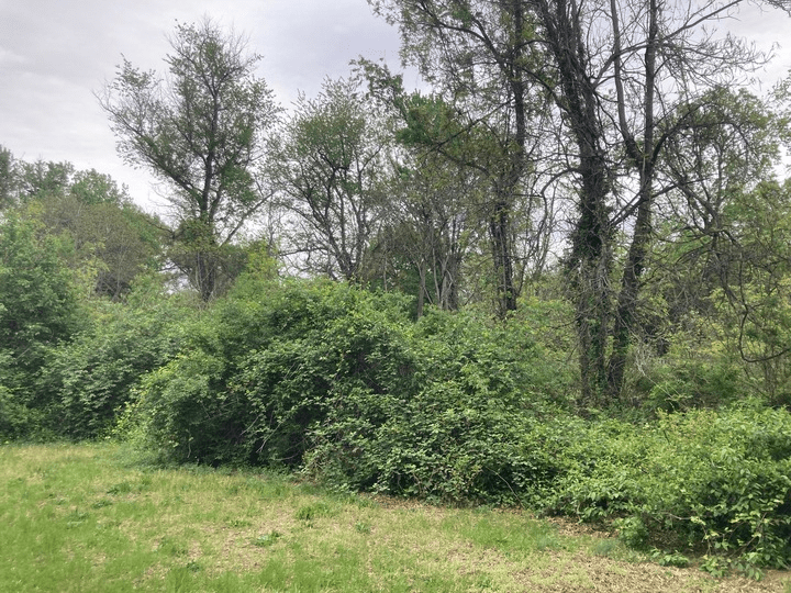 Ravenswood before with invasives