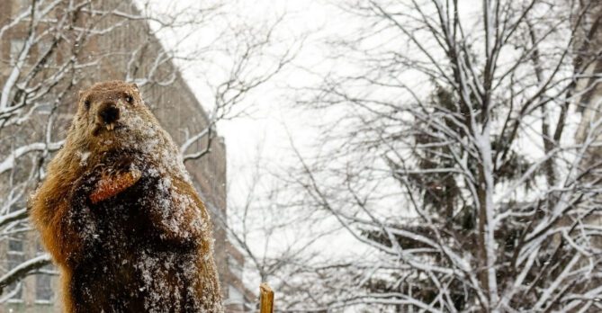 Potomac Phil, a taxidermied groundhog, stands in front of snowy trees in Washington, DC.
