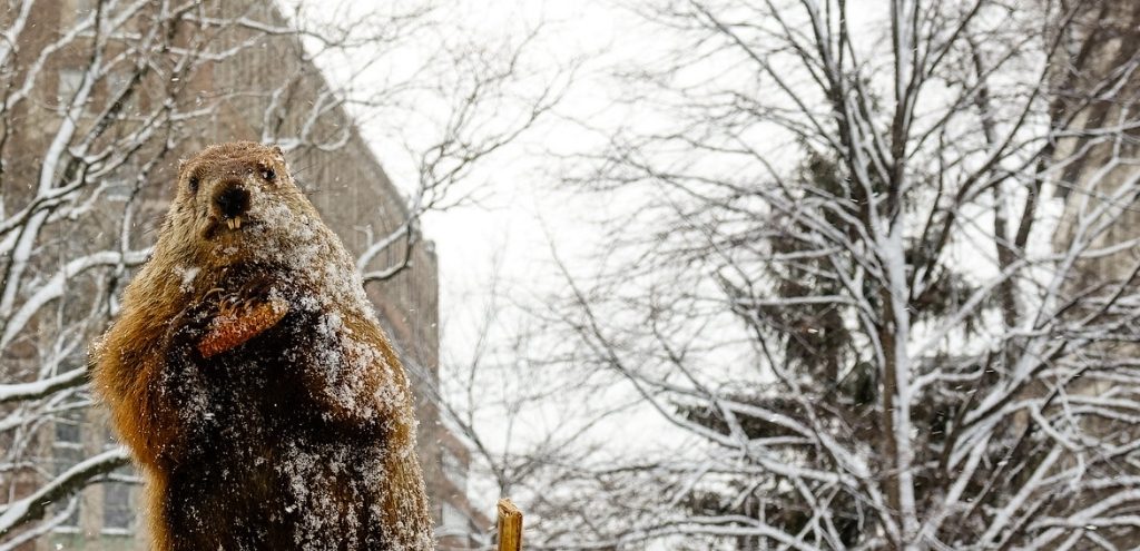Potomac Phil, a taxidermied groundhog, stands in front of snowy trees in Washington, DC.